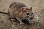 Traitement contre les rats et souris, dératisation à Chalon-sur-Saône 71100 Saône-et-Loire